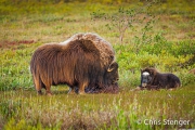 Muskusos - Muskox - Ovibos moschatus Muskusos - Muskox - Ovibos moschatus