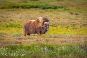 Muskusos - Muskox - Ovibos moschatus
