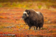 Muskusos - Muskox - Ovibos moschatus