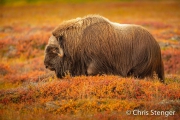 Muskusos - Muskox - Ovibos moschatus