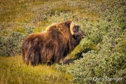 Muskusos - Muskox - Ovibos moschatus Muskusos - Muskox - Ovibos moschatus