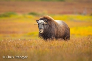Muskusos - Muskox - Ovibos moschatus