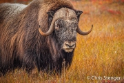 Portret van een Muskusos - Portrait of a Muskox