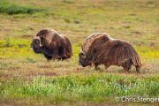 Muskusos - Muskox - Ovibos moschatus