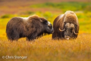 Muskusos - Muskox - Ovibos moschatus Muskusos - Muskox - Ovibos moschatus