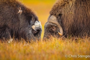 Muskusossen - Muskoxen Muskusossen - Muskoxen