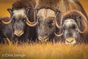 Muskusos - Muskox - Ovibos moschatus