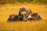 Muskusossen-Muskoxen Muskusossen-Muskoxen
