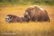 Muskusossen - Muskoxen