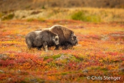 Muskusos - Muskox - Ovibos moschatus Muskusos - Muskox - Ovibos moschatus