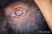 Muskusos - Muskox - Ovibos moschatus Muskusos - Muskox - Ovibos moschatus