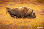 Muskusos - Muskox - Ovibos moschatus