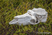 Muskusos - Muskox - Ovibos moschatus