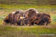 Muskusos - Muskox - Ovibos moschatus