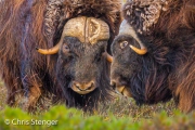 Vechtende Muskusossen - Fighting Muskoxen