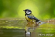 Great tit - Koolmees - Parus major