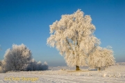 Winter landschap - Winter landscape