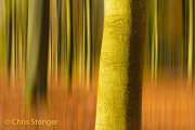 Beuken bos in de herfst - Beech forest in autumn