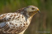 Buzzard - Buizerd - Buteo buteo