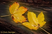Herfstbladeren - Autumn Leaves