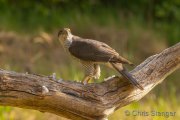 European Goshawk - Havik - Astur gentilis