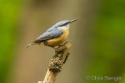Eurasian nuthatch - Boomklever - Sitta europaea