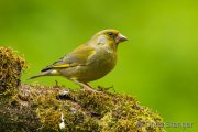 European greenfinch - Groenling - Chloris chloris