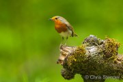 European robin - Roodborst - Erithacus rubecula