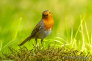European robin - Roodborst - Erithacus rubecula