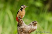 Great spotted woodpecker - Grote bonte specht - Dendrocopos major