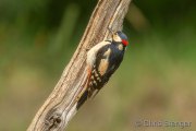 Great spotted woodpecker - Grote bonte specht - Dendrocopos major