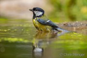 Great tit - Koolmees - Parus major