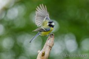 Great tit - Koolmees - Parus major