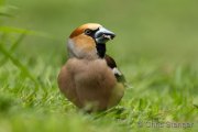 Hawfinch - Appelvink - Coccothraustes coccothraustes