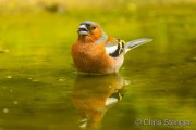 Hawfinch - Appelvink - Coccothraustes coccothraustes