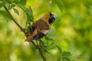 Hawfinch - Appelvink - Coccothraustes coccothraustes
