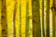 Herfstbos op de Veluwe - Autumn forest on the Veluwe