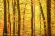 Herfstbos op de Veluwe - Autumn forest on the Veluwe