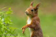 Portrait of a Red Squirrel - Portret van een Eekhoorn - Sciurus vulgaris