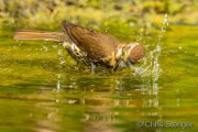 Song thrush taking a bath - Zanglijster neemt een bad - Turdus philomelos
