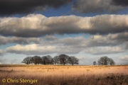 Landschap Veluwezoom - Landscape Veluwezoom