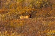 Bull Elk (Cervus canadensis) in autumn vegetation, Grand Teton National Park, Wyoming
