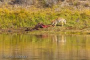Coyote (Canis latrans) with prey, Yellowstone National Park Wyoming