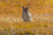 Coyote (Canis latrans), Yellowstone National Park Wyoming