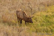 Bull Elk (Cervus canadensis) foraging on grassland, Yellowstone National Park, Wyoming
