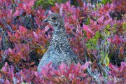 Female Sooty Grouse (Dendragapus fuliginosus) in autumn vegetation, Mount Rainier National Park Washington