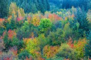 Autumn Colors, Mount Rainier National Park, Washington
