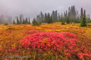 Autumn Colors, Mount Rainier National Park, Washington