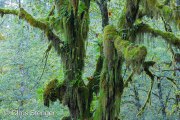Rainforest, Olympic National Park, Washington