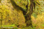 Rainforest, Olympic National Park, Washington